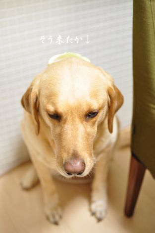 井上かなえオフィシャルブログ　「母ちゃんちの晩御飯とどたばた日記」Powered by Ameba