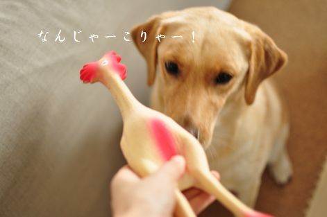 井上かなえオフィシャルブログ　「母ちゃんちの晩御飯とどたばた日記」Powered by Ameba