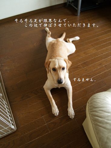 モデルー!
