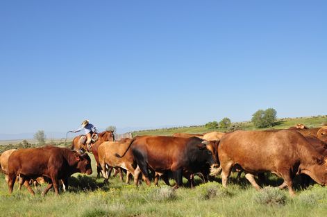 母ちゃんちの晩御飯とどたばた日記