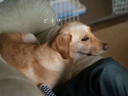 母ちゃんちの晩御飯とどたばた日記