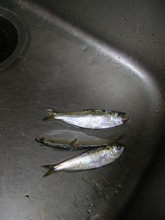 釣りの成果