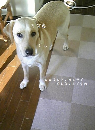 不信感を露わに