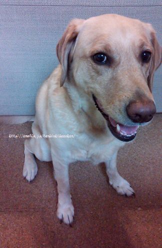 井上かなえオフィシャルブログ 「母ちゃんちの晩御飯とどたばた日記」Powered by Ameba