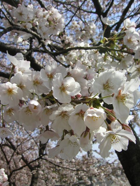 桜さくら