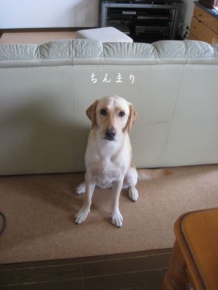 母ちゃんちの晩御飯とどたばた日記