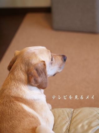 母ちゃんちの晩御飯とどたばた日記
