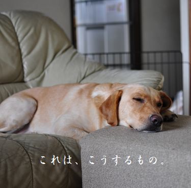 母ちゃんちの晩御飯とどたばた日記