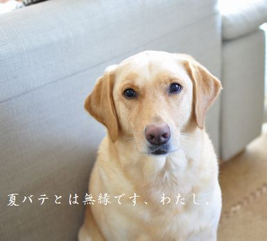 井上かなえオフィシャルブログ　「母ちゃんちの晩御飯とどたばた日記」Powered by Ameba