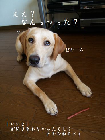 母ちゃんちの晩御飯とどたばた日記-P7174599