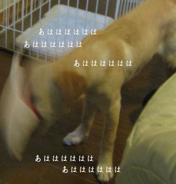 tenkichiのブログ-スリッパ