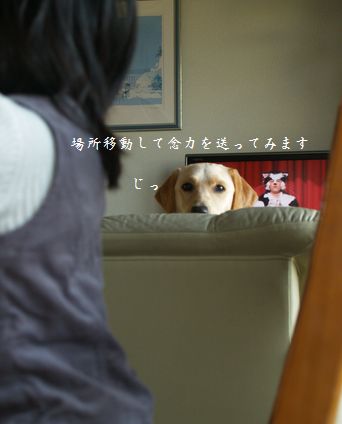 tenkichiのブログ-PC238944