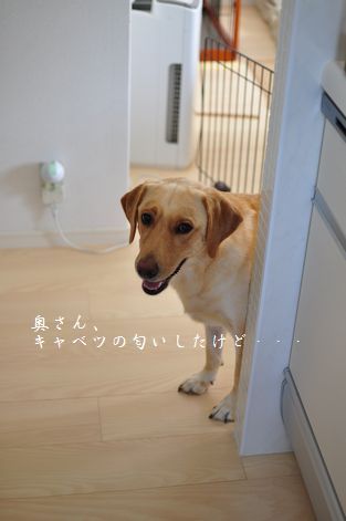 井上かなえオフィシャルブログ　「母ちゃんちの晩御飯とどたばた日記」Powered by Ameba