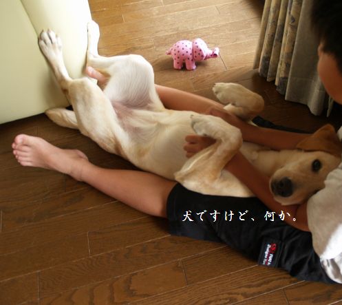 ホンマに犬か？