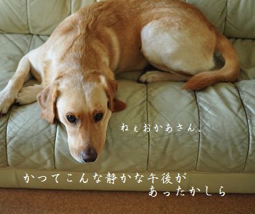 母ちゃんちの晩御飯とどたばた日記