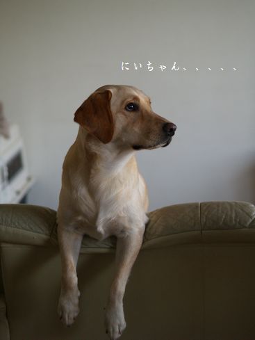 母ちゃんちの晩御飯とどたばた日記-兄さんガン見