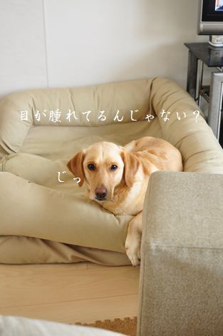 井上かなえオフィシャルブログ 「母ちゃんちの晩御飯とどたばた日記」Powered by Ameba