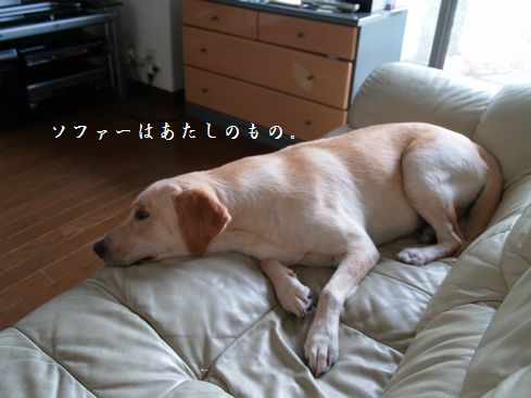 tenkichiのブログ-PA066747
