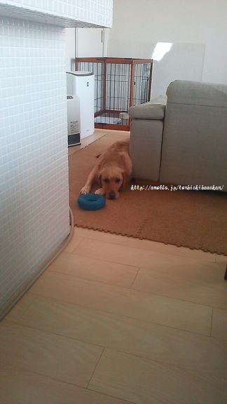 井上かなえオフィシャルブログ　「母ちゃんちの晩御飯とどたばた日記」Powered by Ameba