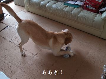 母ちゃんちの晩御飯とどたばた日記