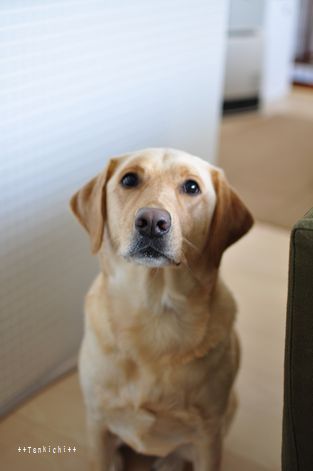 井上かなえオフィシャルブログ 「母ちゃんちの晩御飯とどたばた日記」Powered by Ameba