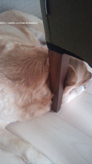 井上かなえオフィシャルブログ　「母ちゃんちの晩御飯とどたばた日記」Powered by Ameba