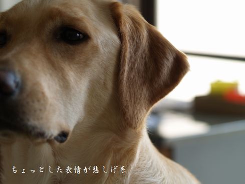 母ちゃんちの晩御飯とどたばた日記-悲しげ