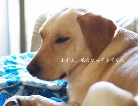 眠い眠い