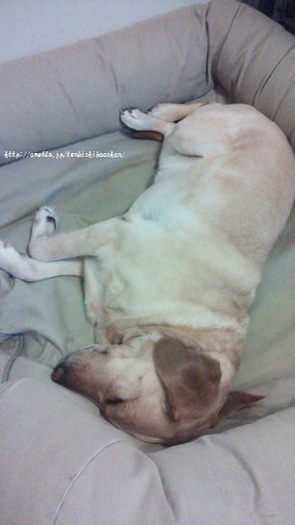 井上かなえオフィシャルブログ 「母ちゃんちの晩御飯とどたばた日記」Powered by Ameba