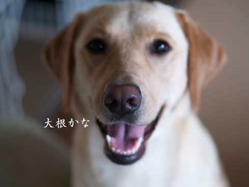 母ちゃんちの晩御飯とどたばた日記-ベジタリアン