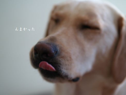 母ちゃんちの晩御飯とどたばた日記