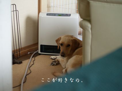 母ちゃんちの晩御飯とどたばた日記