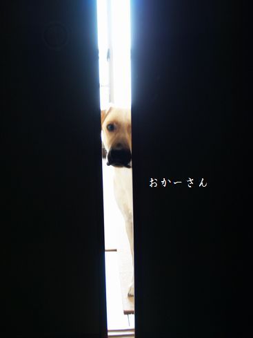 母ちゃんちの晩御飯とどたばた日記