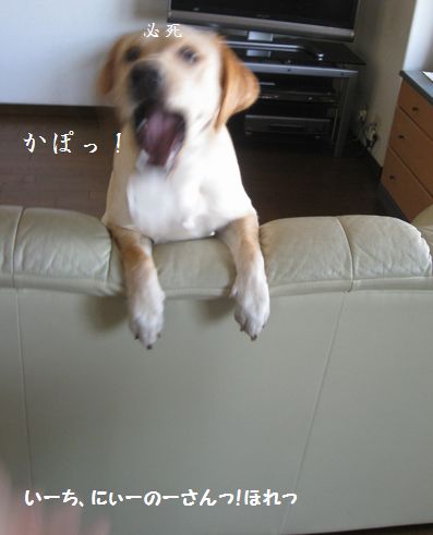 母ちゃんちの晩御飯とどたばた日記-20080718095551