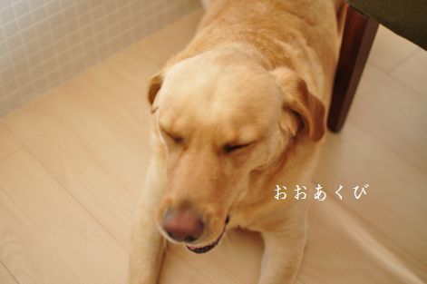 井上かなえオフィシャルブログ　「母ちゃんちの晩御飯とどたばた日記」Powered by Ameba