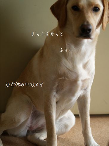 母ちゃんちの晩御飯とどたばた日記-横座り