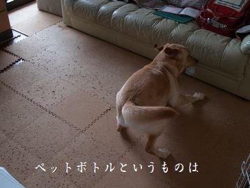 母ちゃんちの晩御飯とどたばた日記