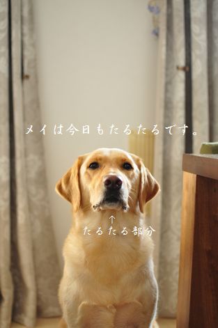 井上かなえオフィシャルブログ　「母ちゃんちの晩御飯とどたばた日記」Powered by Ameba
