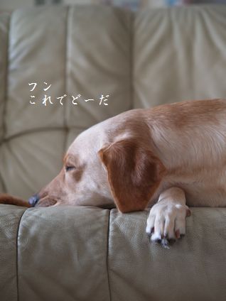 母ちゃんちの晩御飯とどたばた日記