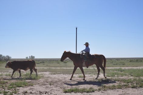 母ちゃんちの晩御飯とどたばた日記