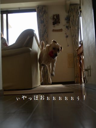 母ちゃんちの晩御飯とどたばた日記