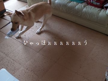 母ちゃんちの晩御飯とどたばた日記