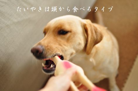 井上かなえオフィシャルブログ　「母ちゃんちの晩御飯とどたばた日記」Powered by Ameba