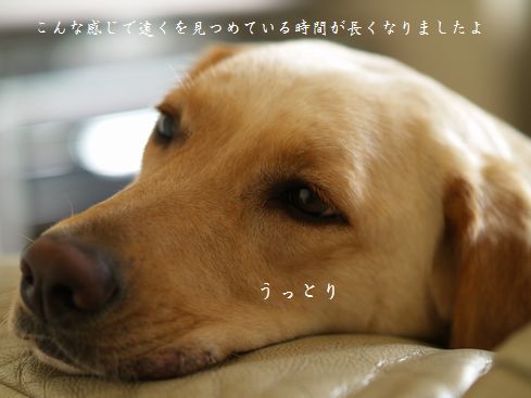 母ちゃんちの晩御飯とどたばた日記-うっとり