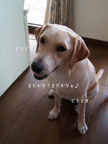 母ちゃんちの晩御飯とどたばた日記-P9106120