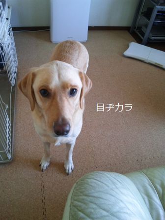 母ちゃんちの晩御飯とどたばた日記