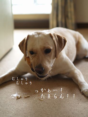 母ちゃんちの晩御飯とどたばた日記-むしゃむしゃ2