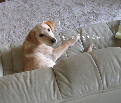 眠い犬