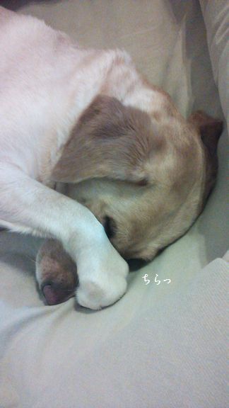 井上かなえオフィシャルブログ　「母ちゃんちの晩御飯とどたばた日記」Powered by Ameba