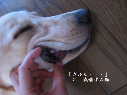たるたる